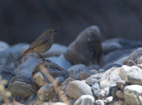 Black Redstart