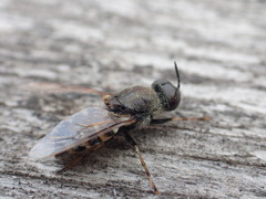 Odontomyia interrupta