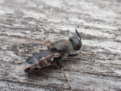 Odontomyia interrupta