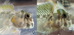 Magnus Blenny photo 2