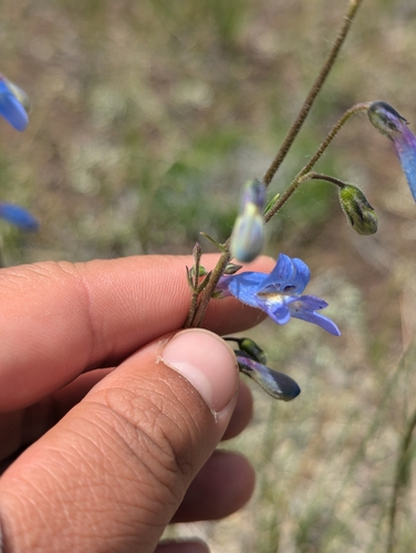 Image of Penstemon griffinii by (c) My-Lan Le, some rights reserved (CC BY)