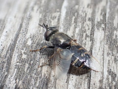 Odontomyia interrupta