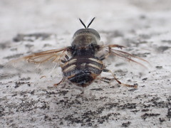 Odontomyia interrupta