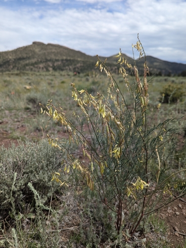 Ripley's Milkvetch (Astragalus ripleyi)