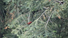 Cardellina rubra