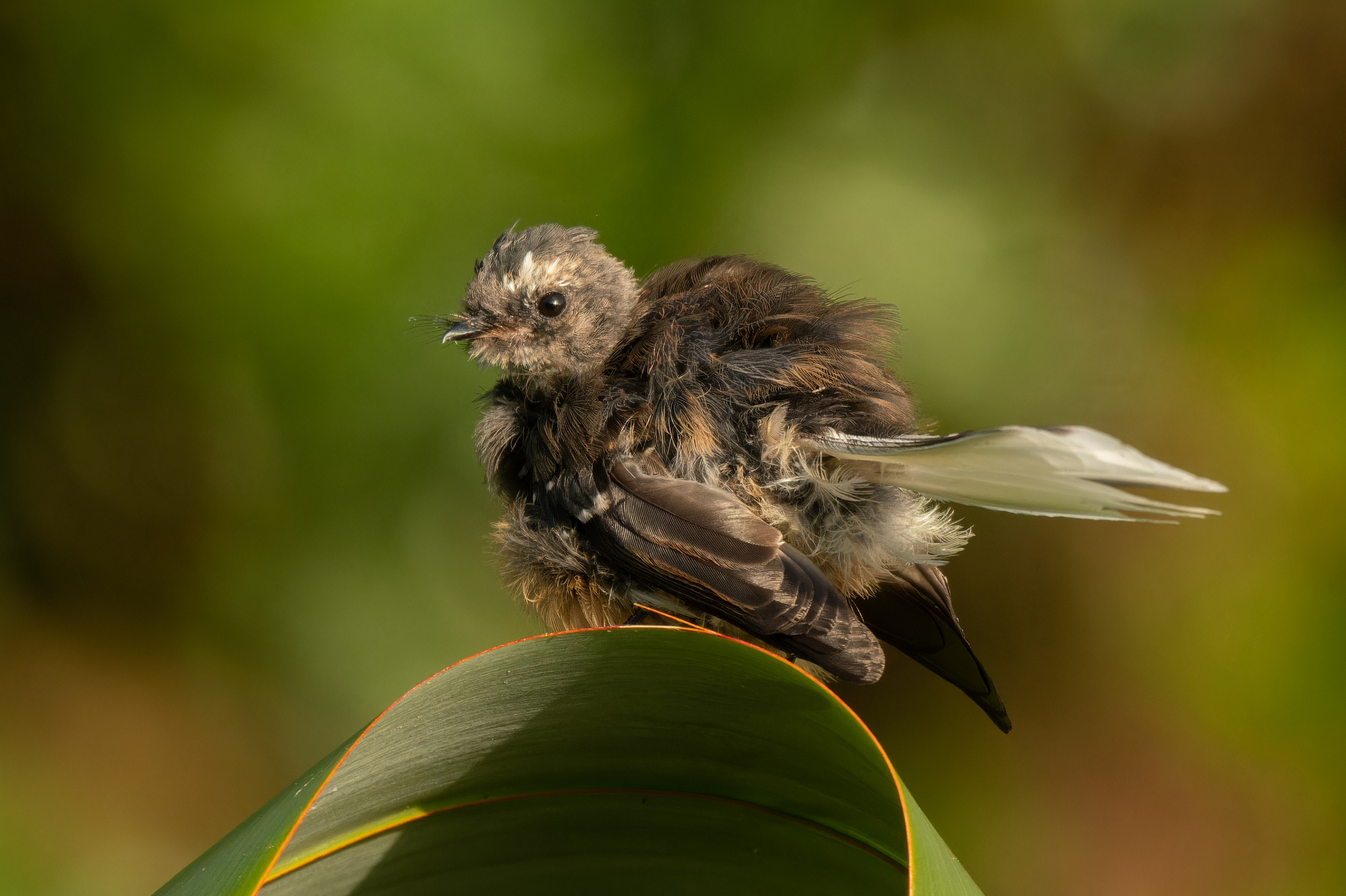 New Zealand Fantail illustration