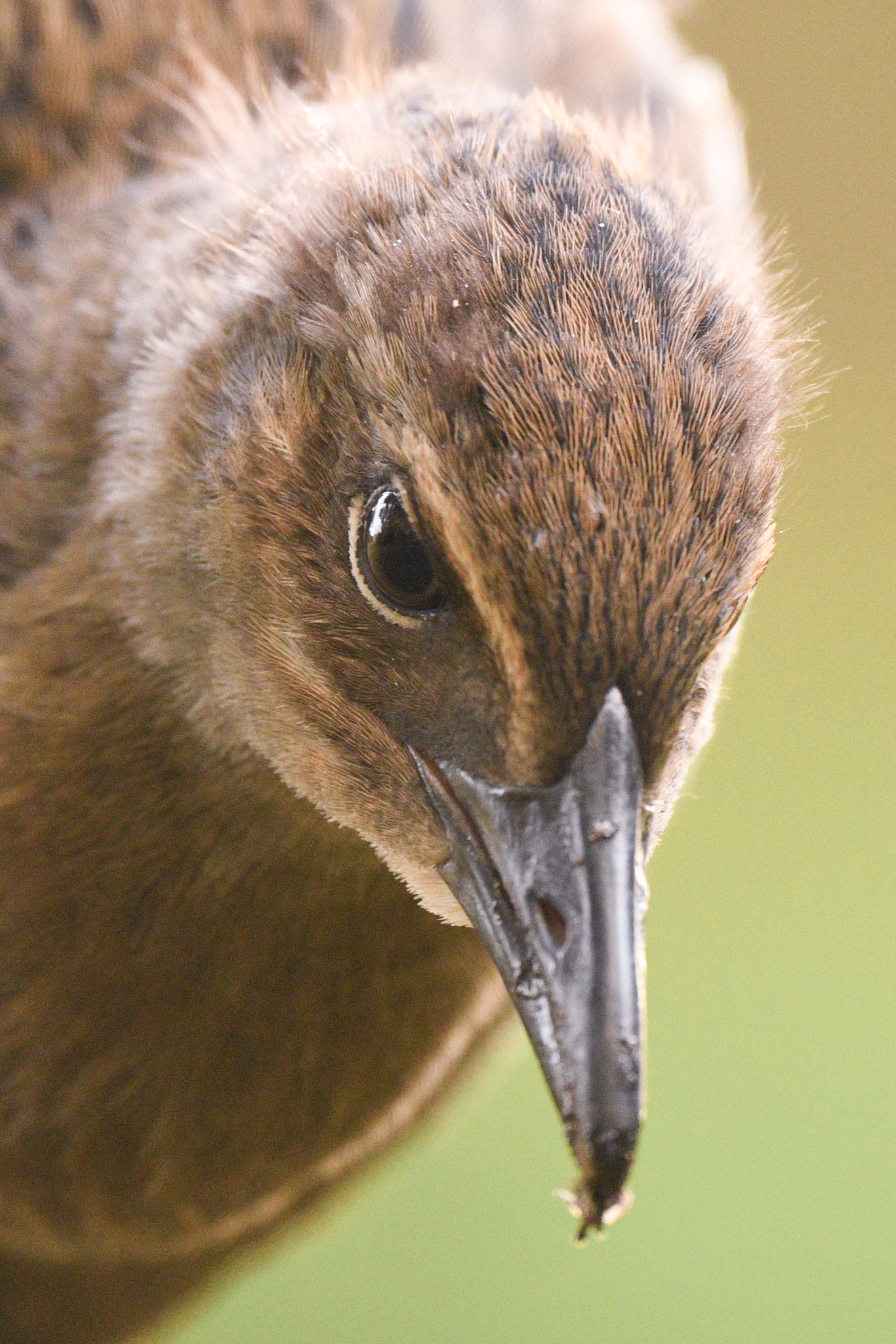 Weka illustration