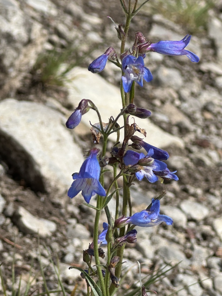 Inflated Beardtongue