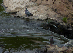 Columba livia domestica