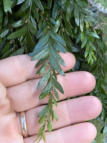 Tmesipteris norfolkensis (Tmesipteris norfolkensis)