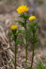 Adonis apennina