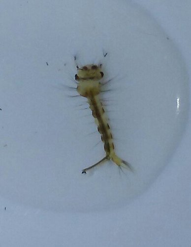 Culex erraticus photo 6