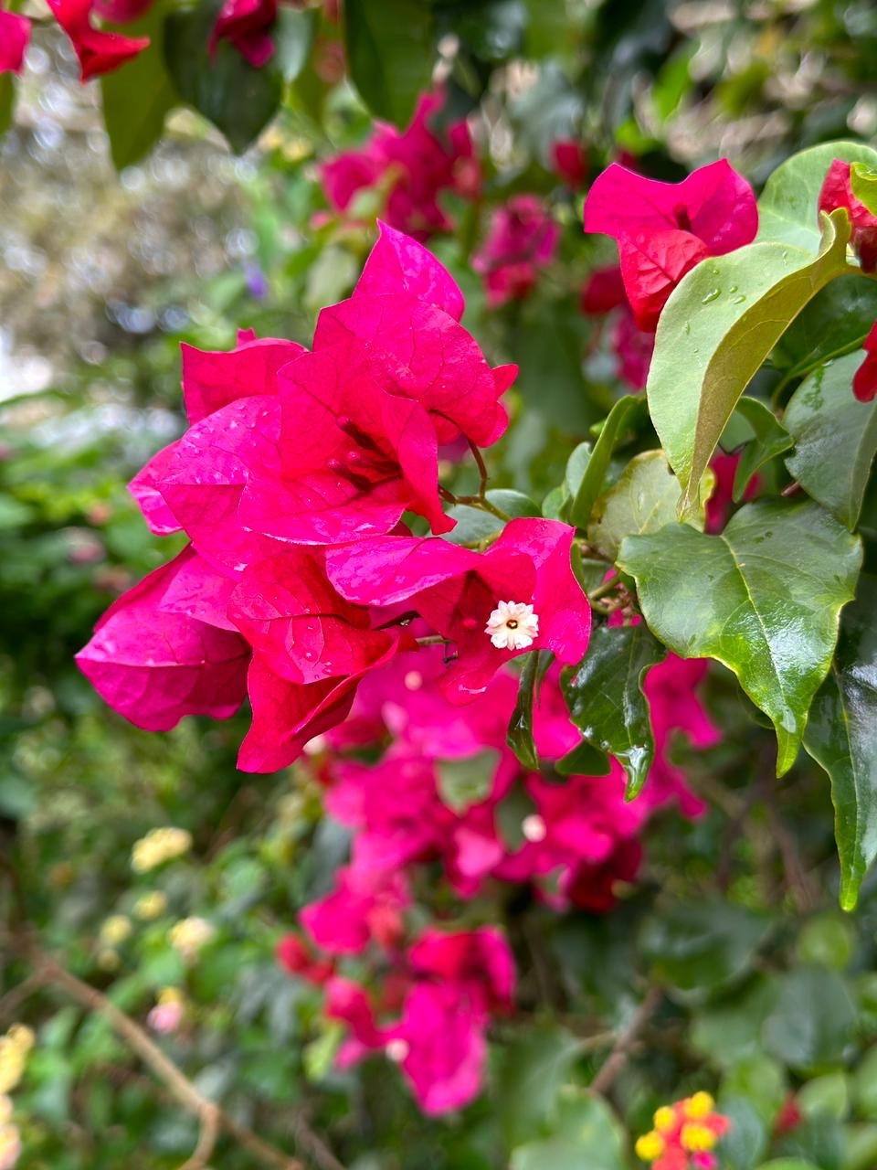 Imagem de Primavera