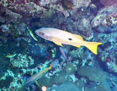 Lutjanus ehrenbergii