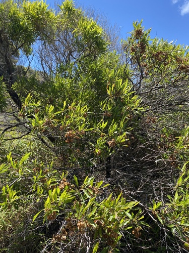 Dodonaea viscosa observed 2024-06-25