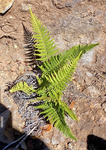 Pityrogramma austroamericana observed 2024-06-25