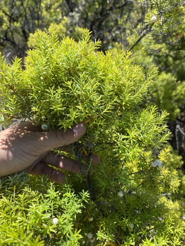 Leptecophylla tameiameiae observed 2024-06-25