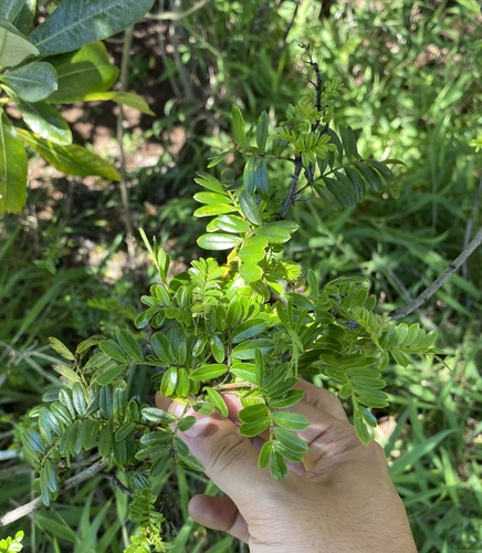 Osteomeles anthyllidifolia observed 2024-06-25