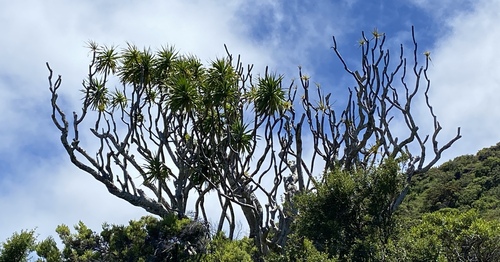 Dracaena rockii observed 2024-06-25