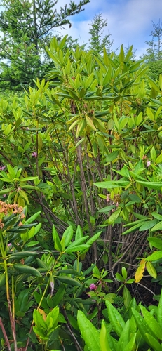 Rhododendron macrophyllum