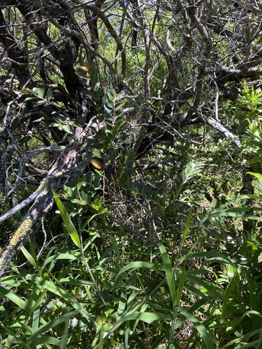 Phyllanthus distichus observed 2024-06-25