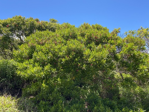 Dodonaea viscosa observed 2024-06-25