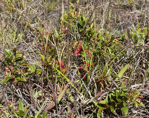 Vaccinium dentatum observed 2024-06-25