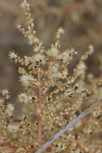 Image of Nolina greenei by (c) Lyrae, some rights reserved (CC BY)