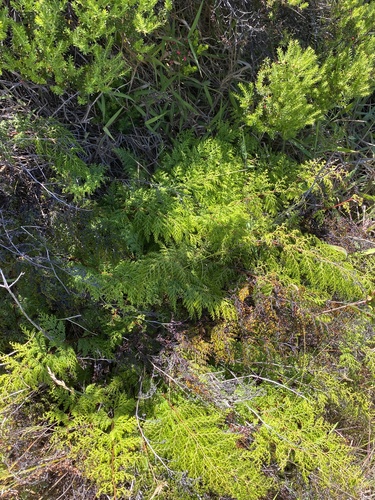 Odontosoria chinensis observed 2024-06-25