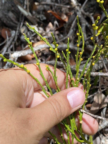 Psilotum nudum observed 2024-06-25