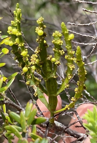 Korthalsella complanata observed 2024-06-25