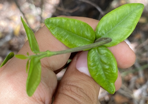 Alyxia stellata observed 2024-06-25