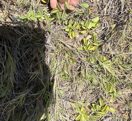 Jacquemontia sandwicensis observed 2024-06-26
