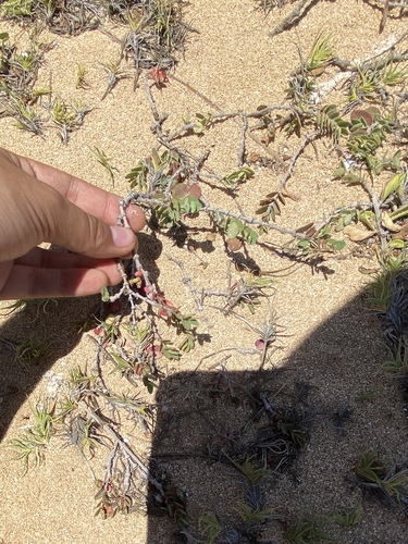 Euphorbia degeneri observed 2024-06-26