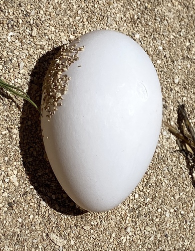 Puffinus pacificus observed 2024-06-26