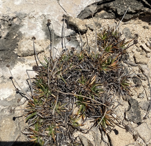 Fimbristylis cymosa observed 2024-06-26