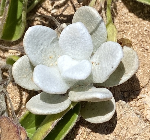 Pseudognaphalium sandwicensium observed 2024-06-26