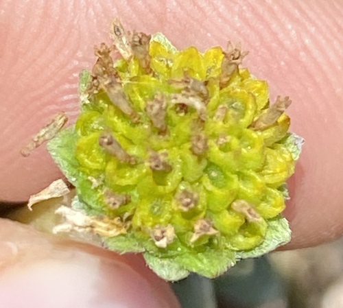 Lipochaeta integrifolia observed 2024-06-26