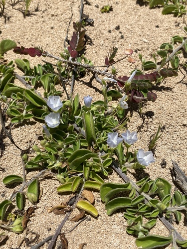 Jacquemontia sandwicensis observed 2024-06-26