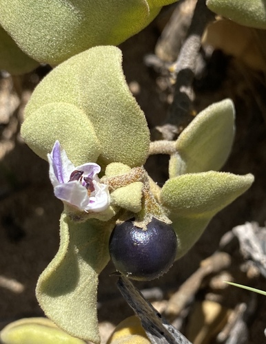 Solanum nelsonii observed 2024-06-26