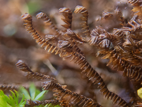 Donn's Notchwort (Anastrophyllum donnianum)