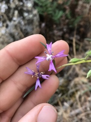 Clarkia xantiana parviflora