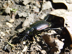 Calosoma inquisitor