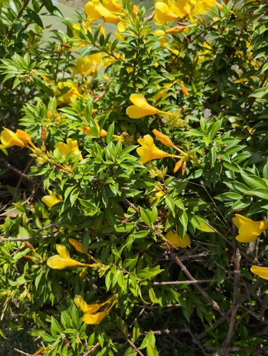 Allamanda schottii