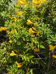 Allamanda schottii