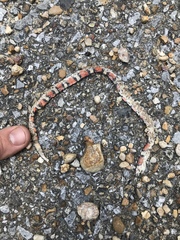 Cemophora coccinea copei