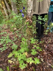 Delphinium menziesii