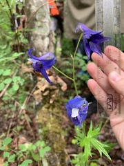 Delphinium menziesii