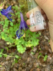 Delphinium menziesii