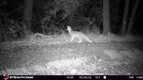 iNaturalist observation photo of Gray Fox